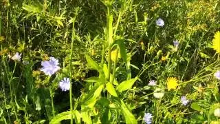 Edible plants, chicory