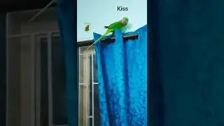 Alexander Parrot Saying What You Doing,Rio? Talking Alexander Parrot.Parrot Talking In English.