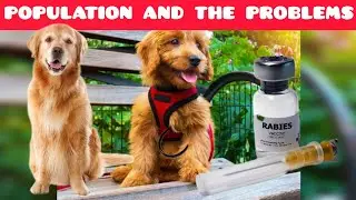STREETDOGS IS A BIG PROBLEM BUT I HAVE 3 SALIUTION #dontingnore 