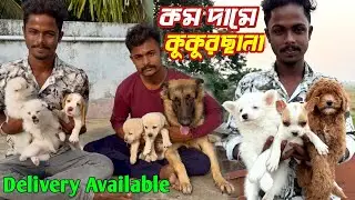 Low Price Puppy Sale in Barasat. Dog Market in Kolkata Price. Kolkata Dog Market.