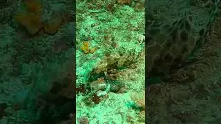 Epinephelus quoyanus, Longfin grouper