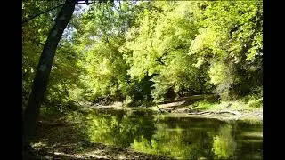 (30min loop) River in the forest Nature ASMR #asmr #whitenoise #river #water #relax