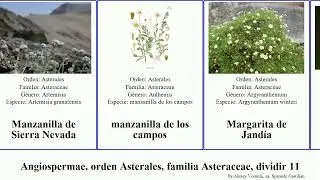 Angiospermae, orden Asterales, familia Asteraceae, dividir 11 parasenecio leontodon los var marina