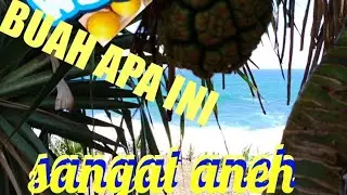Pandanus odorifer | Pandan laut | Pandan pasir