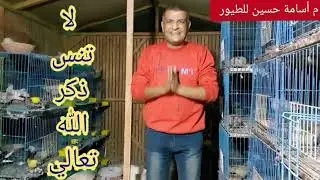 الفرق بين التربية جماعي والتربية في عيون للحمام وكل الطيور مميزات وعيوب م أسامة حسين