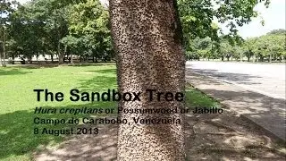 The Sandbox Tree, Venezuela