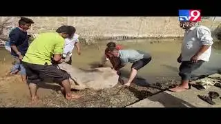 Abdasa MLA rescues cow stuck in mud, Kutch - Tv9