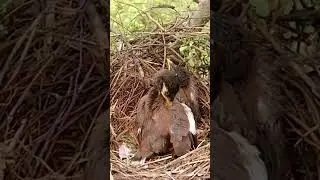 Myna Bird Adventures #MynaBird #WildlifeExploration