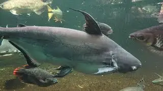 Fische des Mekong Zoo Aquarium Berlin 2018 4K