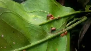 Mutualism between ant and soft scale insect