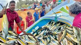 EPIC Catch! MASSIVE Fish Harvest Using Traditional Techniques in coastal fishing village sri lanka