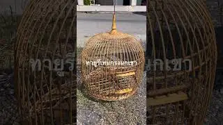 Polyurethane bird cage for large doves