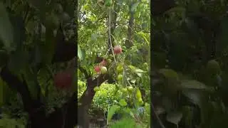 Kokum tree loaded with kokum fruit. #kokum #vengurla #traveldiaries #kokumfruit #naturelover
