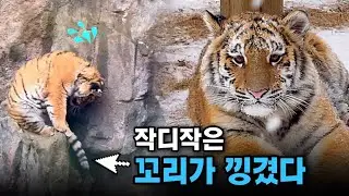 하찮은 꼬리가 낑겼다.. 골때녀 설호🤪 좁은델 왜 올라가..