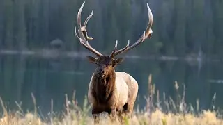 Awesome Bull Kicks off the Elk Rut