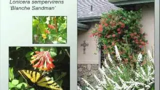 The Lowdown on Low Water Plants