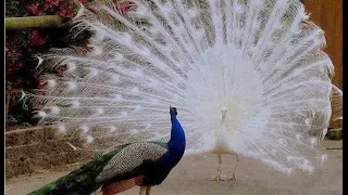 Peacock | Flying Peacock | Peahen | Bird | Flying Peacock | Flying Hen | Flying Cock |