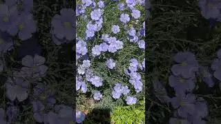 Cicada amongst Blue Flax in harmony with the birds. #nature
