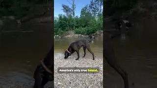 5 perfect Hunting Dogs, Part 1