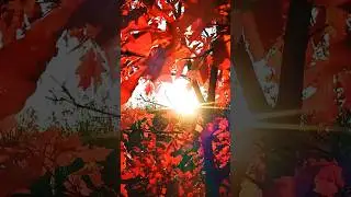 ☀️🍁Crimson Autumn & Farewell Sunset. 🎶Yakuro - Music of the Soul. #music #hits #best #yakuro