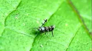 Leg waving microlepidoptera