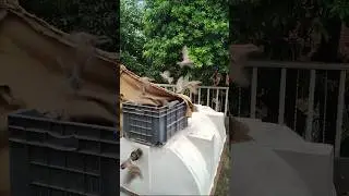 1000+ birds Released After Rescue 🥰 #shorts #viral #rescue