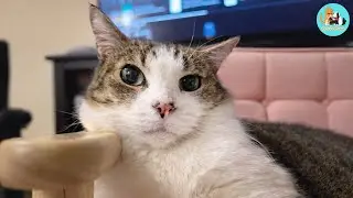 My Cat Is Obsessed With 