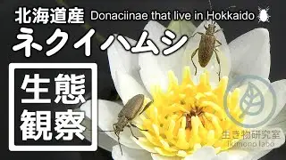 【美麗種】北海道産ネクイハムシ亜科　Donaciinae that live in Hokkaido　#北海道の昆虫  #昆虫  #insects