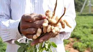 Designing climate-smart agricultural policies for the State of Telangana