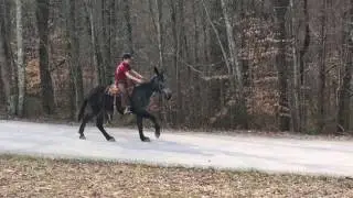 Speck !! Percheron Molly mule  for sale. Watch her lope !!! ⭐️⭐️⭐️⭐️⭐️💥💥💥💥