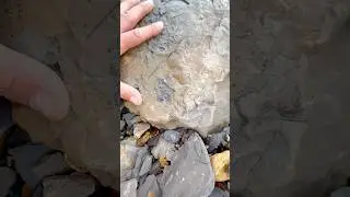 We found these plant fossils hidden under a huge boulder! 🏝️