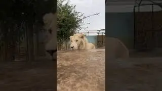 Big predatory cat