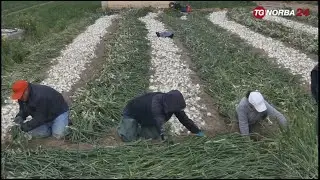 Margherita di Savoia, la cipolla bianca igp e la crisi idrica