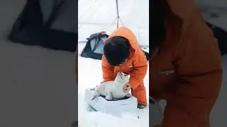 Surviving the Ice: Arctic Animal Rescue Mission