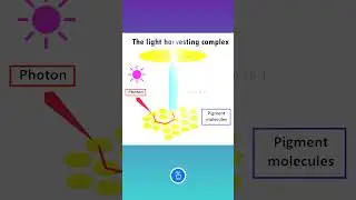 Photosynthesis ... The Light Harvesting Complex
