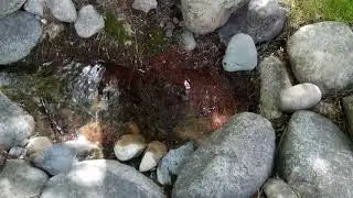 Булок сув - Живая Вода