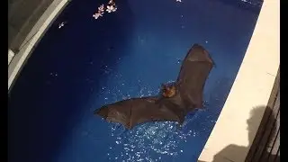 Rescuing a flying-fox from beside a swimming pool:  this is Boyce