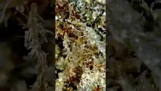 🔬🌳Demecan CRAFT Titanimal 23:01 aka Titanimal | 420-MedicineMan | Med. Cannabis #420Microscope