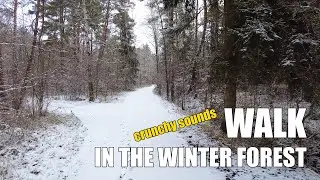 Walk in the winter forest | crunchy sounds | without speaking