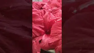 Hibiscus Ginger Lemonade.  Another value added from our kitty.😄