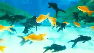 Most Beautiful Aquarium Fishes in the World | Colorful Fish Collection 🐠