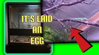 25 cubic feet Super Large Lizard Terrarium