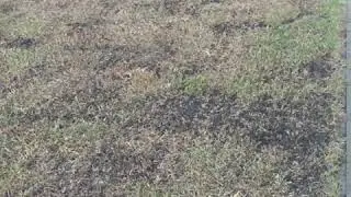 Reseeding Bermuda grass over bahiagrass  3/7/2019