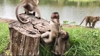 Baby monkey Bree and Chris Fall down coz Play wrong, What happens On Babies?