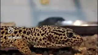 Yellow black spotted lizard 🦎 #lizard #reptiles #reptile #gecko #animals #yellow #trending #trend 