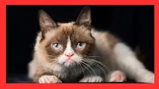 Grumpy Cat: The Story of the Grumpiest Cat on the Internet