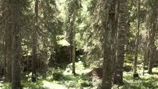 Boreal old-growth forest in Patvinsuo National Park, Finland