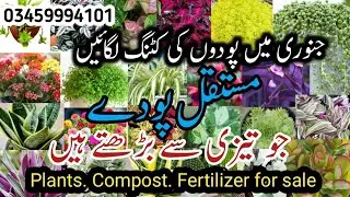 How To Grow Permanent Super Fast Growing Plants From Cuttings/plants grow fast by cutting 