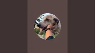 Pet dog #livestream #trending #cuteanimal #like #share #comment #subscribe