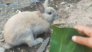 Vídeo grande de Safyra e Cocota🐇🦜